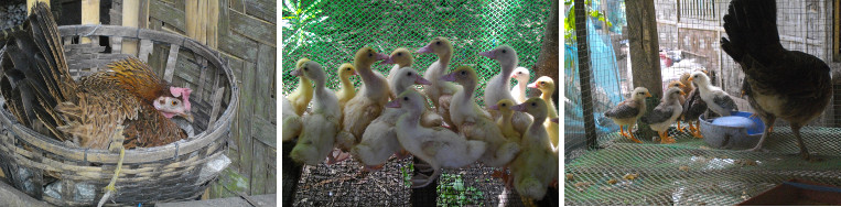 Images of hen, ducklings and chicks