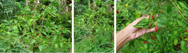 Images of Chillie Bush in tropical
        garden