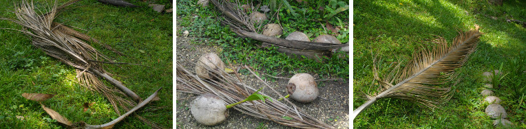 Images of debris from coconut trees in tropical garden
        after storm