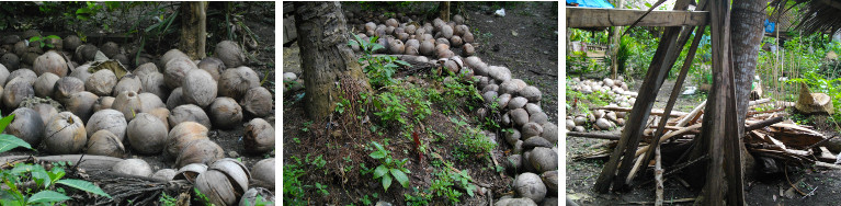 Images of coconut and wood piles in
        tropical garden