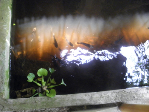 Images of Tlapia in a pond