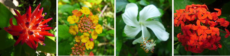 Images of October flowers in tropical garden