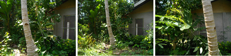 Images of windblown Gmelina tree in tropical garden