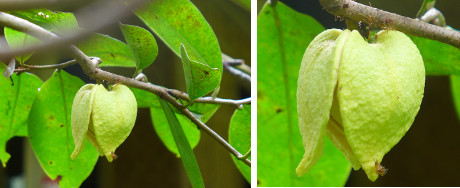 Images of Guyabana flower