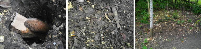 Images of Burial and grave of dead chicken in tropical
        garden