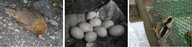 Images of dead mother hen, remaining
        eggs and orphaned chick