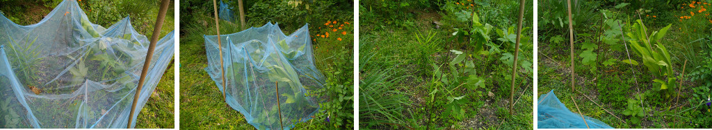 Images of removal of netting from garden patch in
        tropical garden