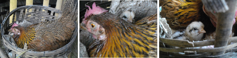 Images of hen with newly hatched chick