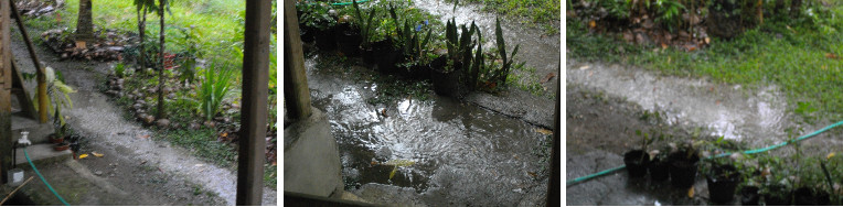 Images of rain in tropical garden