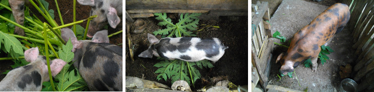 Images of pigs eating Papaya leaves