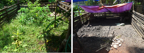 Images of pig pens -one with plants and one with pigs
