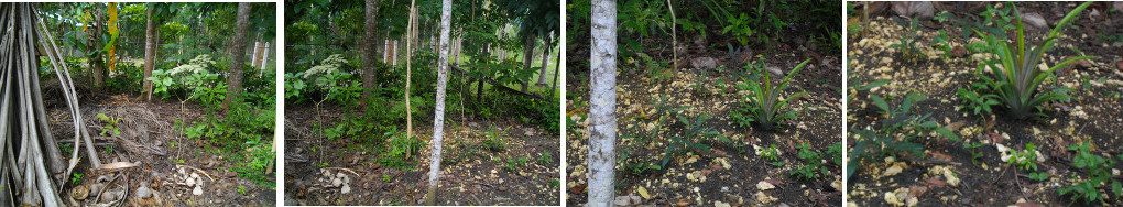 Images of plants growing around area of a pig's grave in
        tropical garden