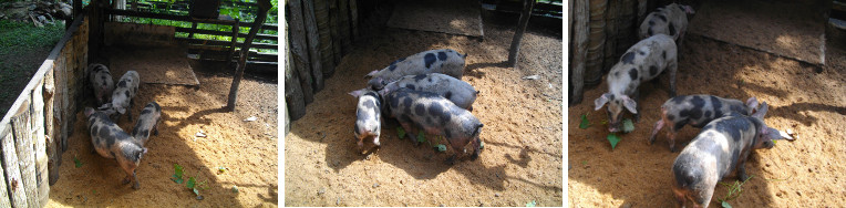 Images of piglets together in pen