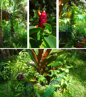 Images of tropical garden