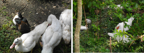 Images of Muscovy Ducks enjoying the
        sun