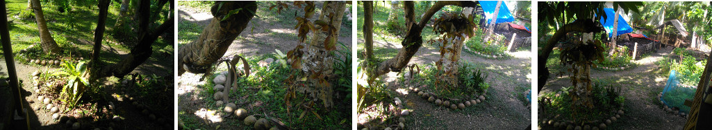 Images of Tropical garden in the sun