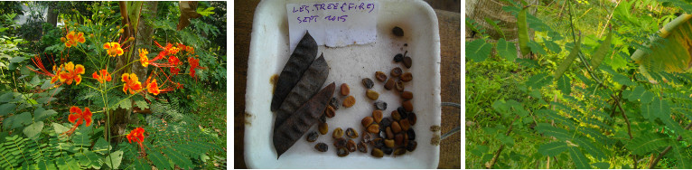 Images of flowering leguminous tree and seeds
