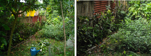 Images of hedge after trimming