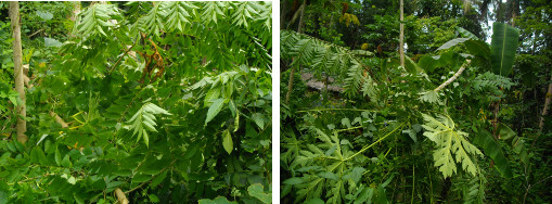 Images of tropicval garden patch being trimmed