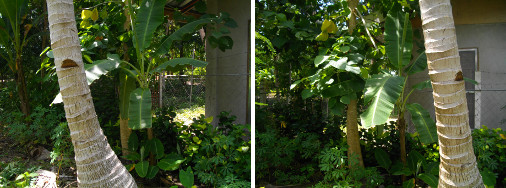 Images of trimmed tree after storm damage