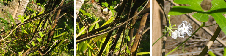 Images of vines growing in tropical
        garden patch