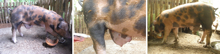 Images of young pig with umbilical
        hernia