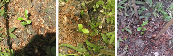 Images of recently planted citrus seedlings