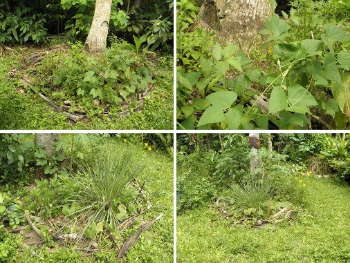 Images of plants growing under coconut
        trees