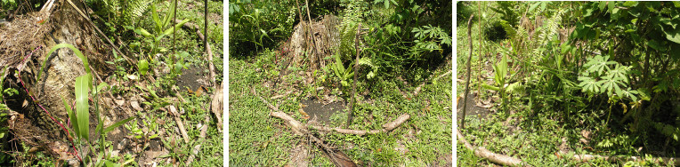 Images of corner stump patch in
        tropical garden