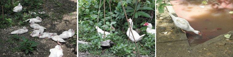 Muscovy ducks enjoying life in the
          (tropical) sun