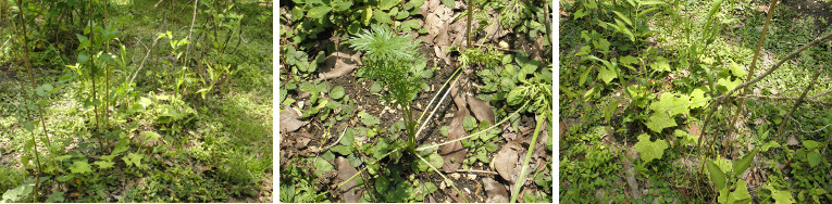 Images of wild growth in tropical garden