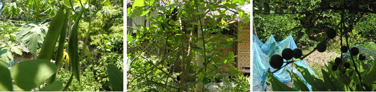 Images of beans growing up Philippine native lime
            tree