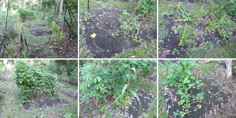 Images of various patches in main tropical garden area