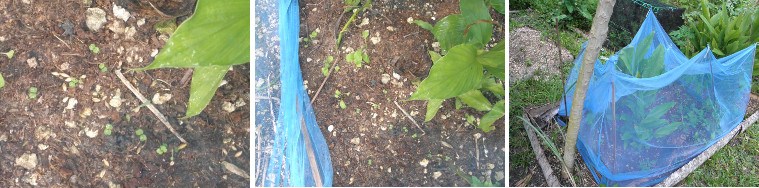 Images of seedlings in recently reseeded garden patch