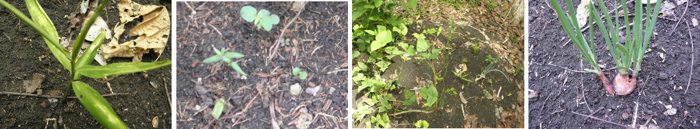 Images of new shoots in a tropical garden patch