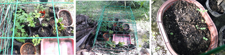 Images of seedlings in nursery
            area