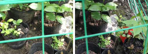 Images of young seedlings in nursery