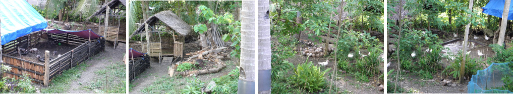 Images of tropical garden panorama