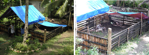 Images of tropical pig pen -with tarpauline to
              give shade and protect from rain