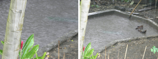 Images of tropical rain