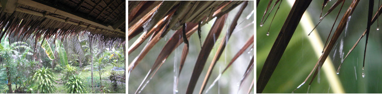 Images of tropical rain