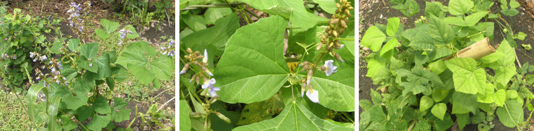 Images of sinkamas with flowers and with flowers
removed