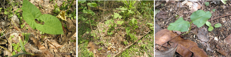 Images of young bean plants sprouting
        in tropical garden patch