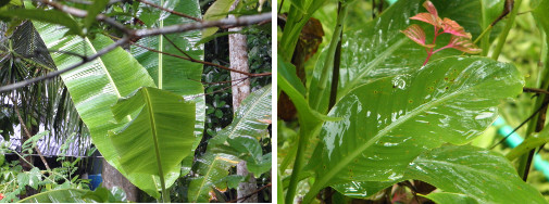 Images of tropical sunshine after rain