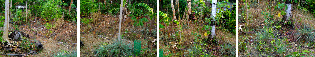 Image of dried out tropical garden just after a short
        rain shower