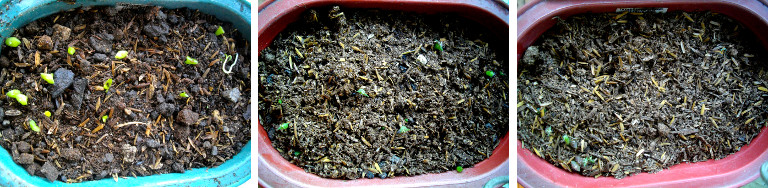 Images of cacti seedlings in pots