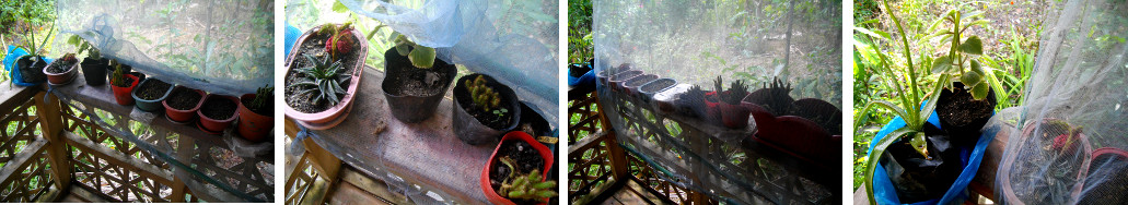 Imagaes of cacti on tropical balcony