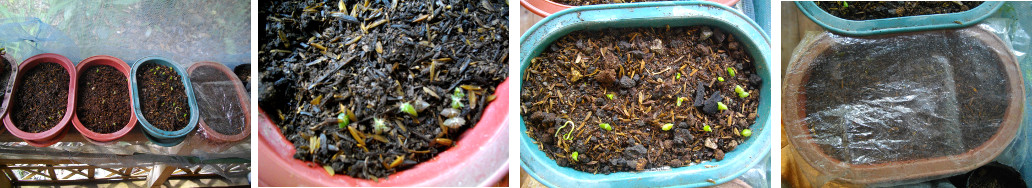 Images of cactus seedlings on tropical
        balcony