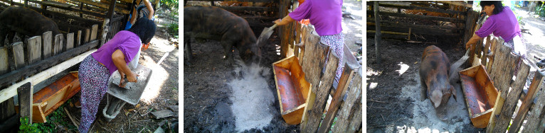 Images of woman leveling pig pen with
        sand