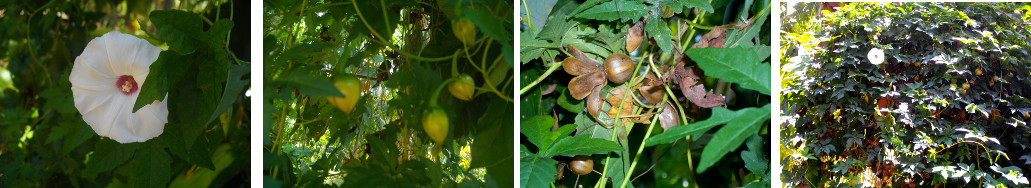 Images of Cobra Vine flowering and
        producing seed